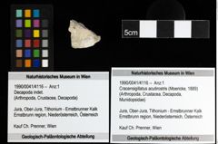 Foto (Objekt + Etiketten) von Cracensigillatus acutirostris (Moericke, 1889) 
